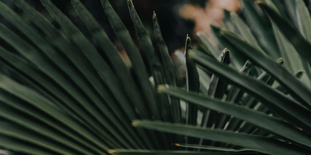 Saw palmetto plant for hair growth and hair loss.