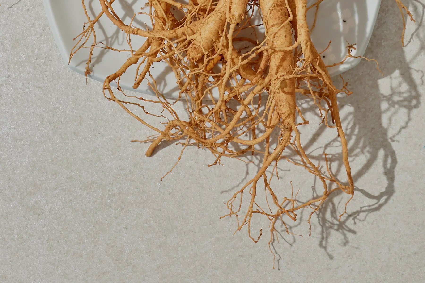 ginseng root up close