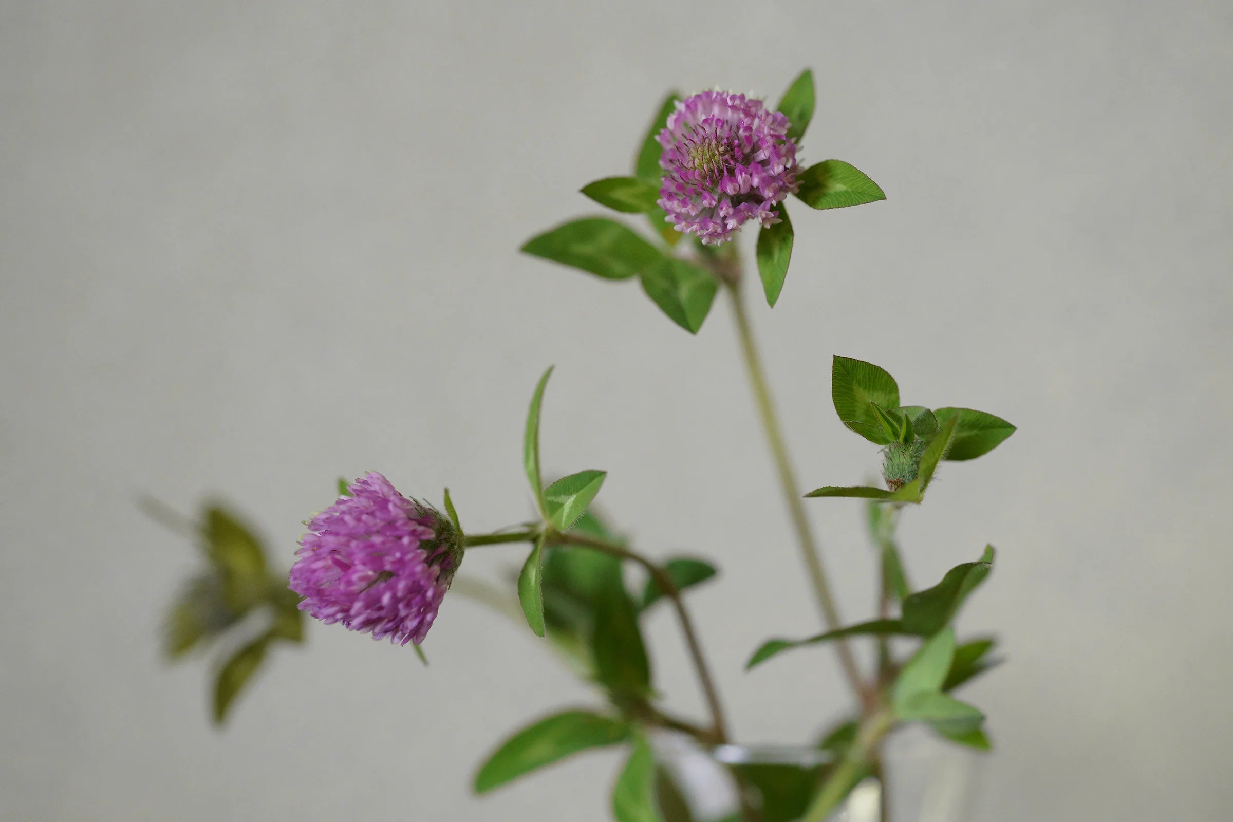 close up of red clover extract