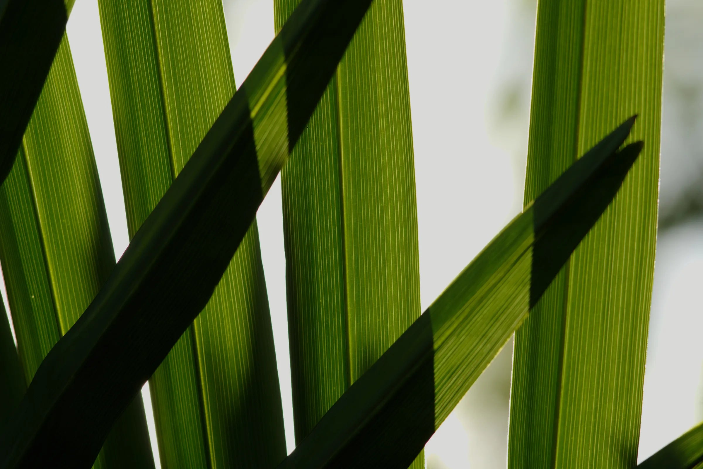 saw palmetto up close
