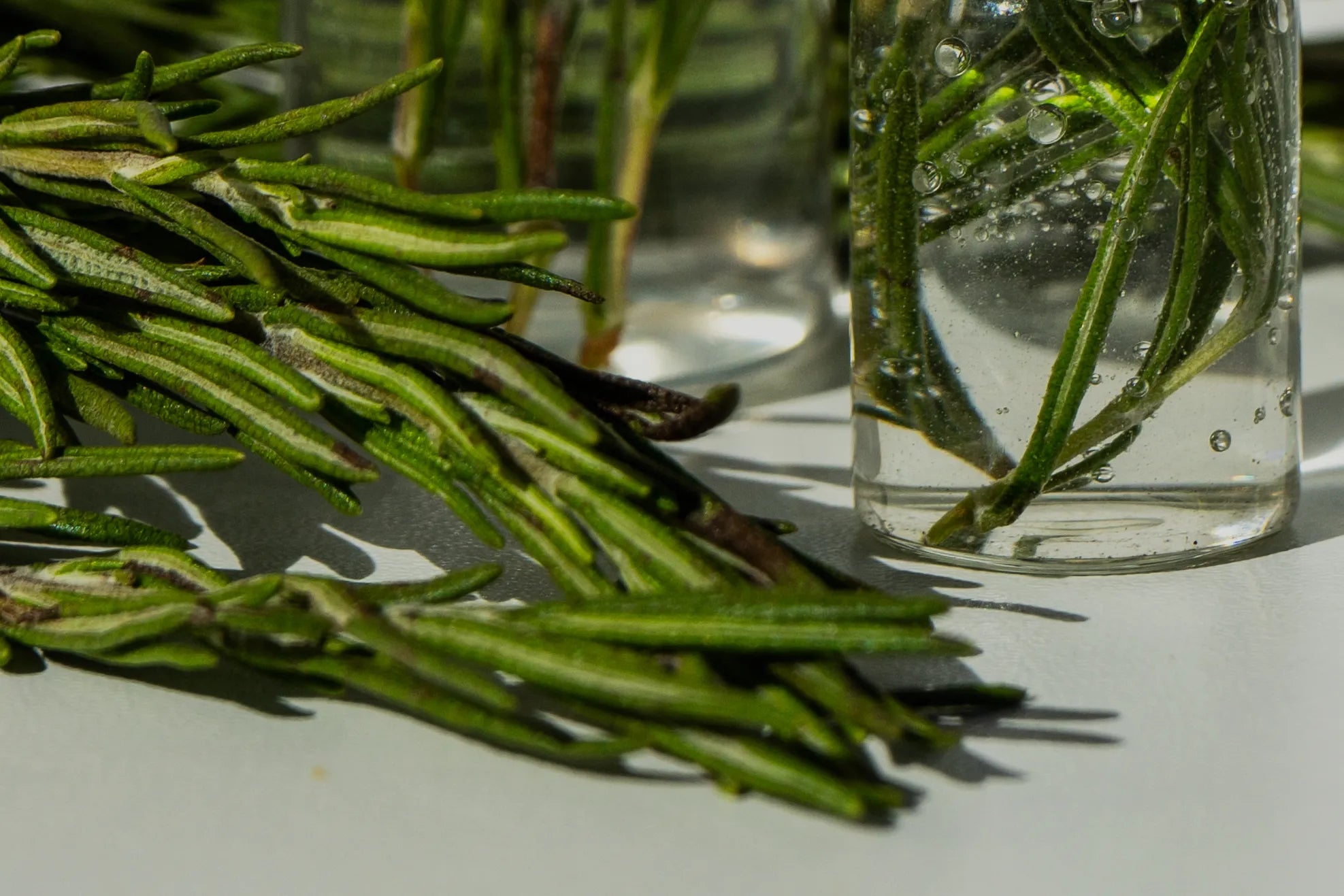 rosemary up close