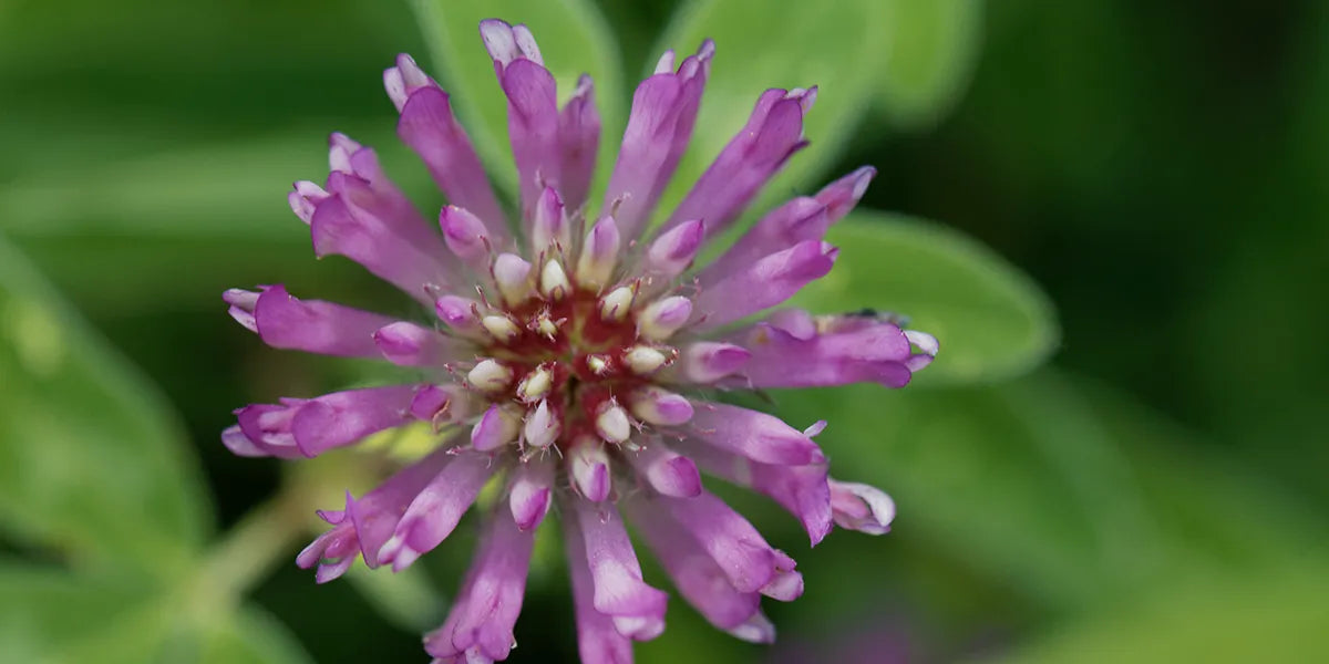 Closeup of red clover plant, the source of red clover extract known for its hair growth benefits.
