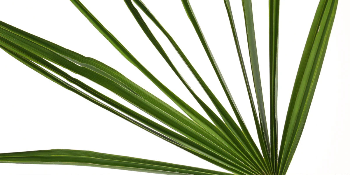 Saw palmetto is as well known natural DHT blocker commonly used in supplements and hair care products to help with hair loss.