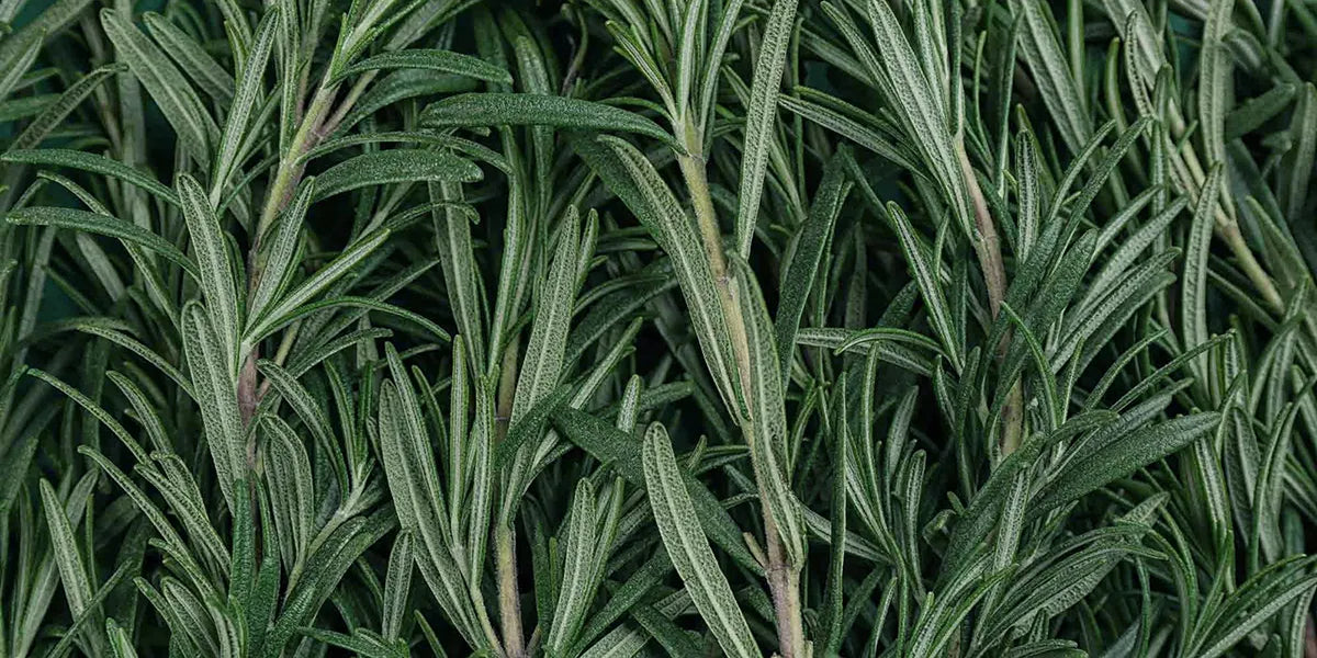 Closeup of rosemary plant known for its hair growth benefits.