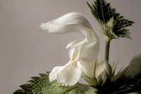 White nettle