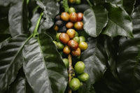 Caffeine
