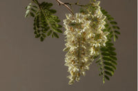 Honey locust