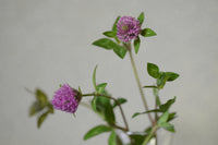 Red clover